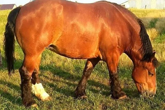 źrebna klacz zimnokrwista BEWIKA - 85 pkt, , Andrzejewo