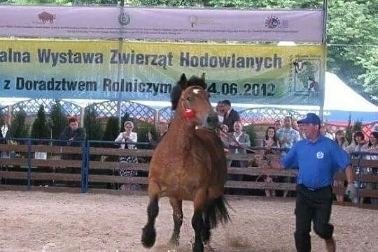 źrebna klacz zimnokrwista BEWIKA - 85 pkt, , Andrzejewo