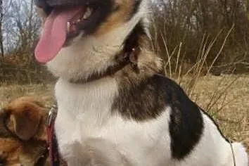 Zorek wciąż czeka...jego przyjaciel Frolik ma już 