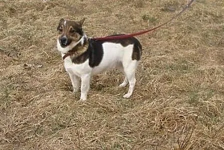Zorek wciąż czeka...jego przyjaciel Frolik ma już 