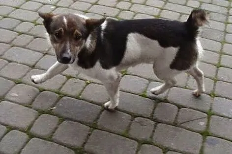 Zorek wciąż czeka...jego przyjaciel Frolik ma już 