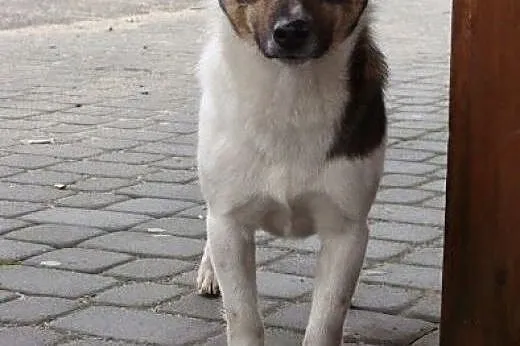 Zorek wciąż czeka...jego przyjaciel Frolik ma już 