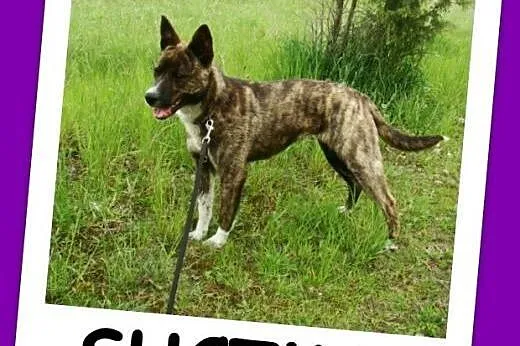 Młoda, energiczna suczka PRĘGULA 12 m-cy,towarzyska,kontaktowa.Adopcja.,  małopolskie Kraków