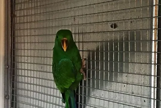 Papugi lora lory samiec i samica, Małopolskie, Tarnów