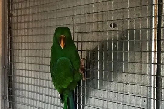 Papugi lora lory samiec i samica, Małopolskie, Tarnów