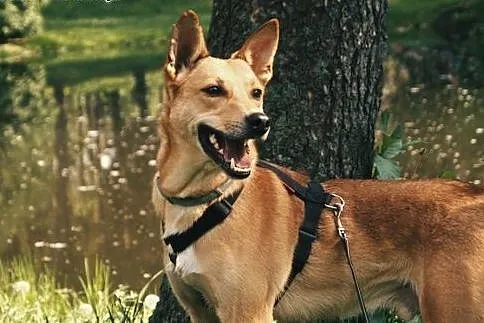 Ok. 1,5-2letni Jazz czeka na swojego człowieka !, 