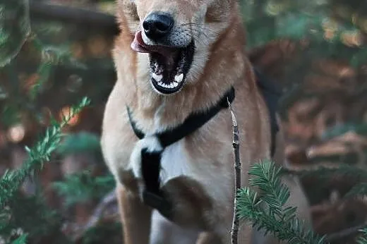 Ok. 1,5-2letni Jazz czeka na swojego człowieka !, 