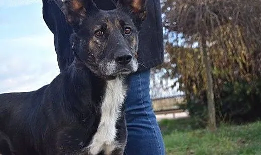 Elektra, bezkonfliktowa, pogodna suczka RODZINNA s