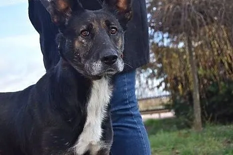 Elektra, bezkonfliktowa, pogodna suczka RODZINNA s