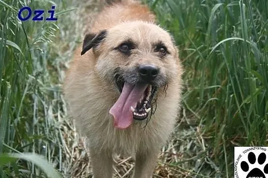 Fantastyczny, młody psiak Ozi czeka na dom