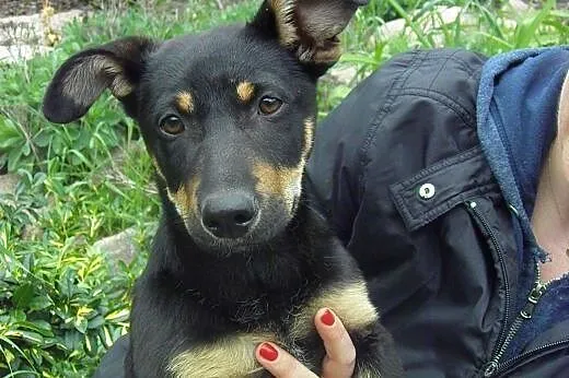 Dwie sunie trzy miesięczne zagrożone schroniskiem-
