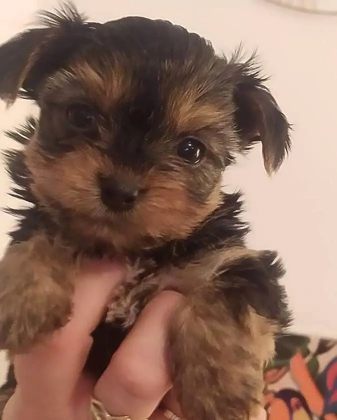 Yorkshire Terrier piesek z rodowodem, Mazowieckie, Warszawa