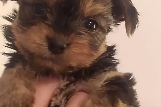 Yorkshire Terrier piesek z rodowodem, Mazowieckie, Warszawa