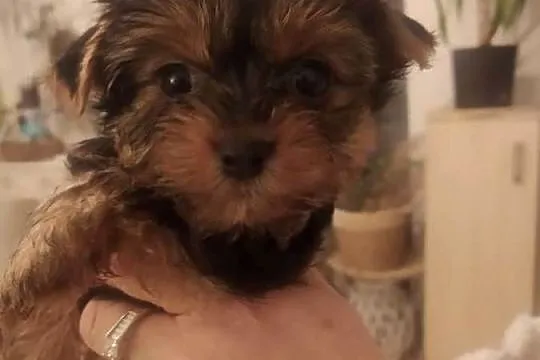 Yorkshire Terrier piesek z rodowodem, Mazowieckie, Warszawa