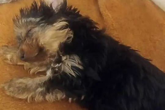 Yorkshire Terrier piesek z rodowodem, Mazowieckie, Warszawa
