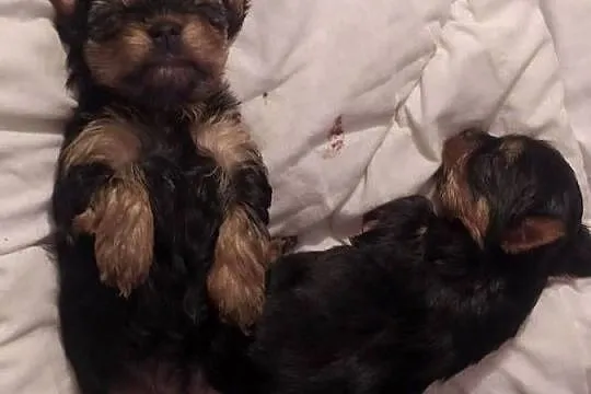 Yorkshire Terrier piesek z rodowodem, Mazowieckie, Warszawa