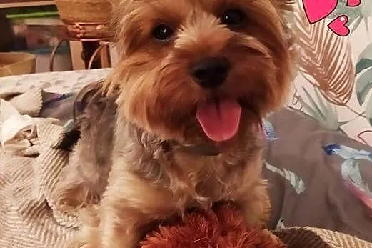 Yorkshire Terrier piesek z rodowodem, Mazowieckie, Warszawa