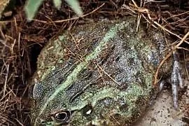 Żaba byk (Pyxicephalus adspersus)