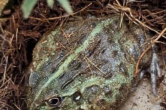 Żaba byk (Pyxicephalus adspersus)