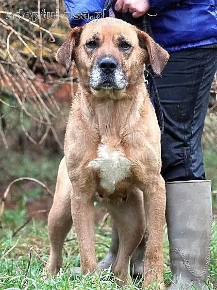 ULTRA - duża, molosowata suczka do adopcji