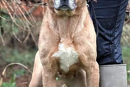 ULTRA - duża, molosowata suczka do adopcji