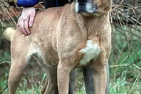 ULTRA - duża, molosowata suczka do adopcji