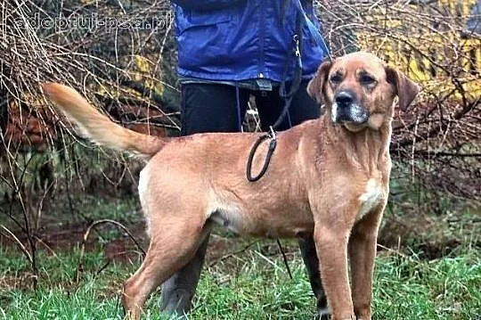 ULTRA - duża, molosowata suczka do adopcji