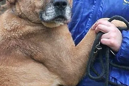 ULTRA - duża, molosowata suczka do adopcji