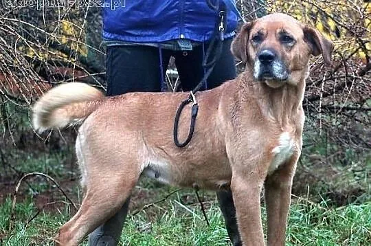 ULTRA - duża, molosowata suczka do adopcji