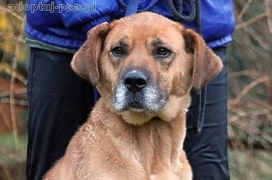 ULTRA - duża, molosowata suczka do adopcji