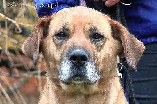 ULTRA - duża, molosowata suczka do adopcji