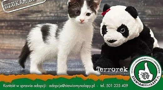 Terrorek. Fundacja Stawiamy Na Łapy, małopolskie