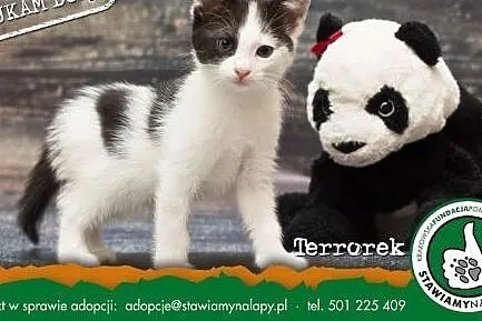 Terrorek. Fundacja Stawiamy Na Łapy,  małopolskie 