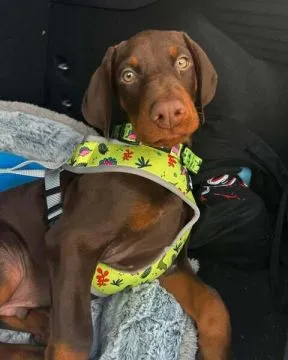 purebred Doberman puppies WhatsApp:(+63-9928-49-1099 )