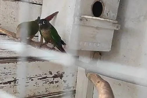 Sprzedam papugi różnego gatunku, Kujawsko-pomorskie, Toruń