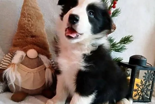 Border collie szczenięta, Kujawsko-pomorskie, Grudziądz