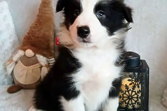 Border collie szczenięta, Kujawsko-pomorskie, Grudziądz
