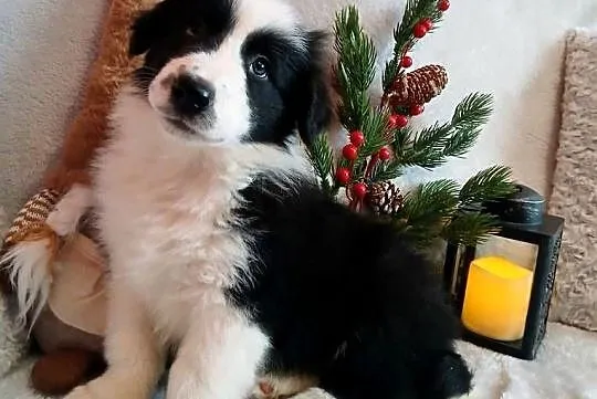 Border collie szczenięta, Kujawsko-pomorskie, Grudziądz