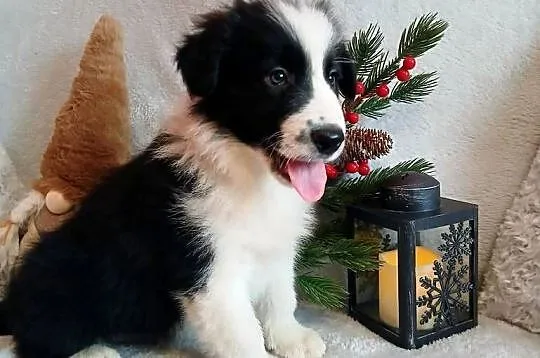 Border collie szczenięta, Kujawsko-pomorskie, Grudziądz