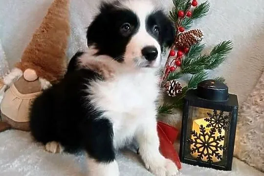Border collie szczenięta, Kujawsko-pomorskie, Grudziądz