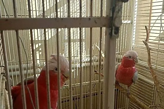 Kakadu Papuga Papugi samiec samiczka parka 2023, Wielkopolskie, Kępno