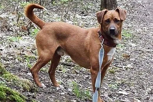 Rokko szuka aktywnego i doświadczonego domu,  śląs