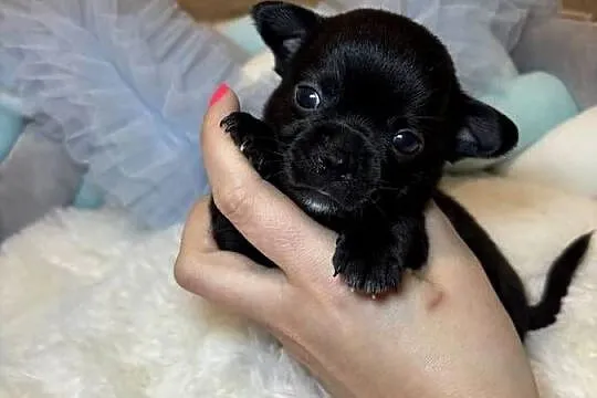 Piesek czarny krótkowłosy chihuahua badania DNA rodowód, Łódzkie, Bełchatów