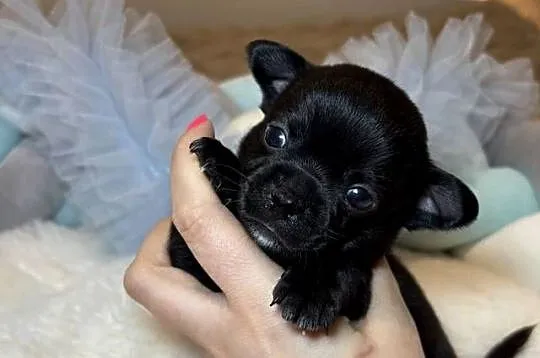 Piesek czarny krótkowłosy chihuahua badania DNA rodowód, Łódzkie, Bełchatów