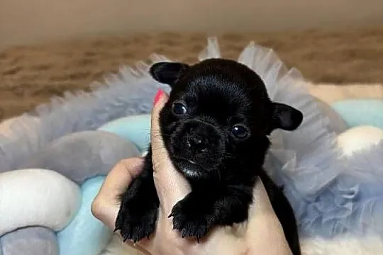 Piesek czarny krótkowłosy chihuahua badania DNA rodowód, Łódzkie, Bełchatów