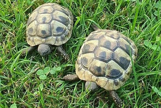 Żółw