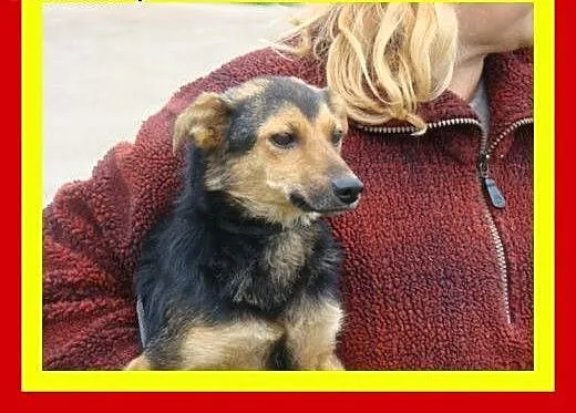 Mała,łagodna,wesoła,przytulaśna,delikatna,suczka B