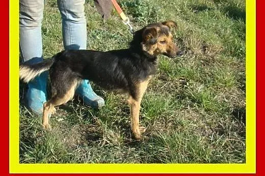 Mała,łagodna,wesoła,przytulaśna,delikatna,suczka B