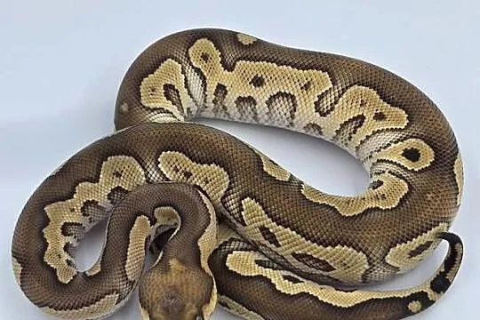 Pyton Królewski samiec Mojave Clown
