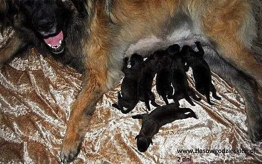 Szczeniaczki Leonberger **Dalian & Baccara**,